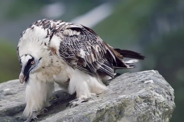 Kền kền Lammergeier phá vỡ xương để ăn tủy