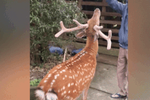 Chủ nuôi phát tài với chú hươu sao đi bằng 2 chân, cho người cưỡi