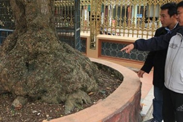 Kỳ lạ “cụ” lộc vừng “chửa” to bất thường giá 7 tỷ đồng Phú Thọ