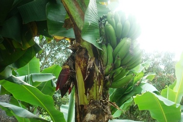 Cây chuối trổ hai buồng