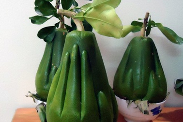 Quả thờ bàn tay Phật: Độc nhất Việt Nam