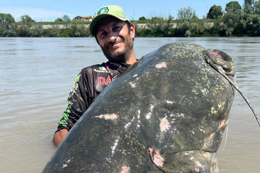 Cá da trơn khổng lồ dài gần 3m vật lộn với cần thủ suốt 40 phút trên sông