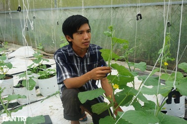 Kỹ sư trẻ sống khỏe nhờ bán... cách trồng dưa lưới trĩu quả