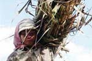 Ngành mía đường diễn lại tuồng cũ