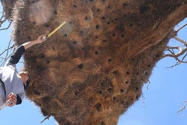 Tổ chim nặng hơn 900 kg