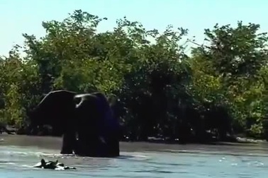 Hà mã bất lực khi bị voi xâm phạm lãnh thổ