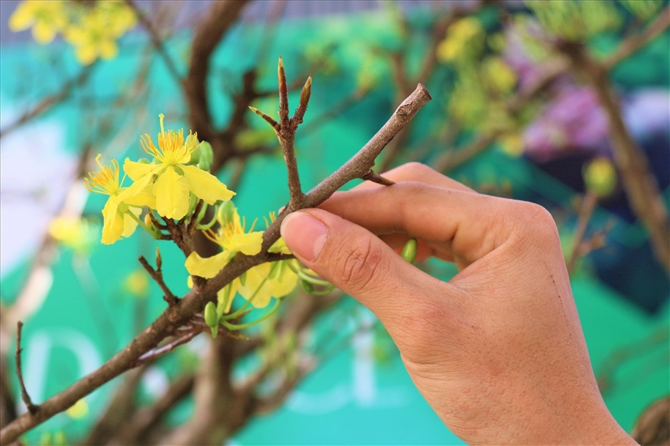 Cây khế 19 thân cực kỳ hiếm, khách trả hơn 300 triệu đồng vẫn chưa bán - 8 Cây khế 19 thân cực kỳ hiếm, khách trả hơn 300 triệu đồng vẫn chưa bán - 8