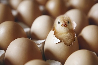 Con gà có trước hay quả trứng có trước?