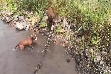 Chó Pitbul đại chiến "nảy lửa" với cá sấu