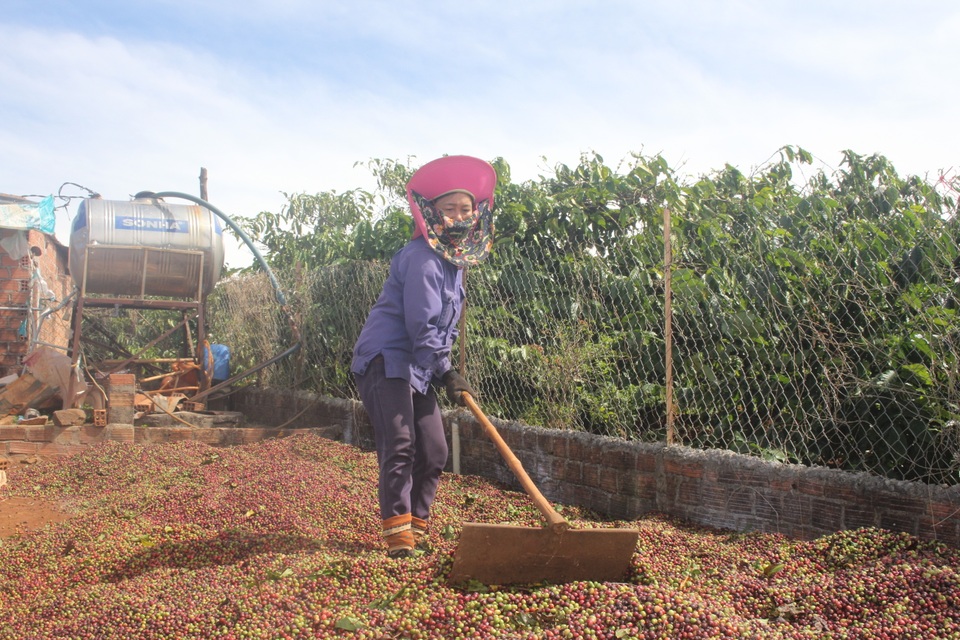 Gia Lai: Nông dân tất bật vào vụ thu hoạch cà phê - 13 Gia Lai: Nông dân tất bật vào vụ thu hoạch cà phê - 13