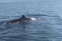 Cá voi "khủng" xuất hiện ở vùng biển Cù Lao Chàm