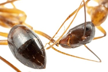 Kiến có thể làm "phẫu thuật" để cứu đồng loại