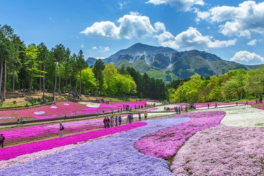 Khám phá Chichibu - thành phố của những biển hoa rực rỡ