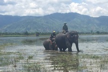 Chi 10 triệu đồng/tháng thuê "bảo mẫu voi" cho voi nhà sắp sinh con