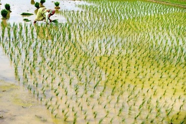 Trái đất ấm lên đang đe dọa sản lượng lúa gạo châu Á