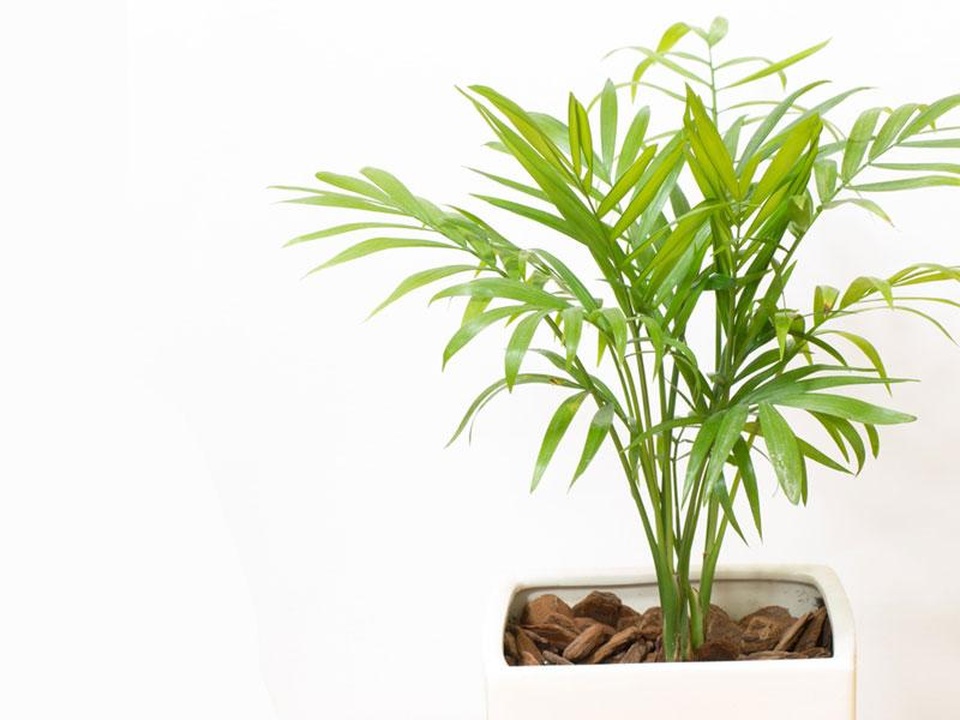 Trồng ngay loại cây này trong nhà vừa “nuốt” bụi bẩn, vừa đẹp không gian - 5 Trồng ngay loại cây này trong nhà vừa “nuốt” bụi bẩn, vừa đẹp không gian - 5
