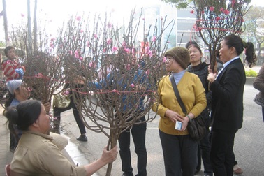 Vui sắm đào Rằm, đào thuê trở về vườn tái gốc