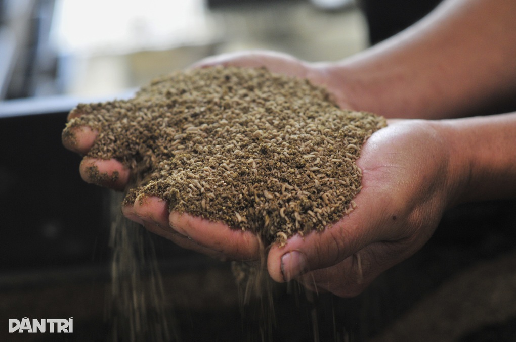 Kỹ sư bất ngờ nghỉ việc lương cao ở tập đoàn để về... nuôi ruồi - 3 Kỹ sư bất ngờ nghỉ việc lương cao ở tập đoàn để về... nuôi ruồi - 3