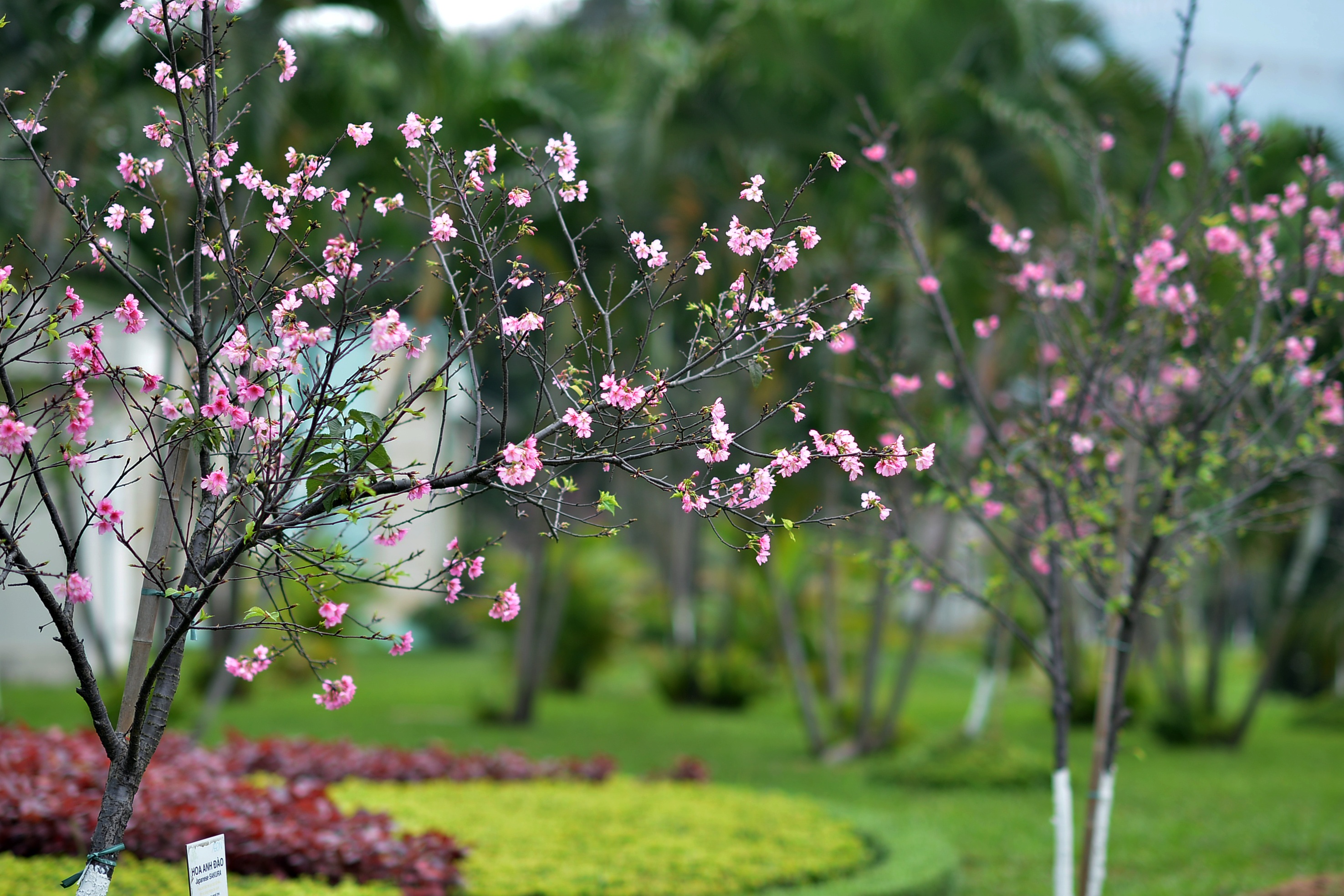 Ngỡ ngàng hoa anh đào Nhật Bản khoe sắc giữa lòng Thủ đô