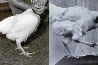 Kỳ lạ chú gà không đầu vẫn sống 18 tháng