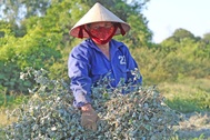 Nông dân "cướp nắng" thu hoạch cây thuốc hiệu quả gấp 3 lần trồng màu