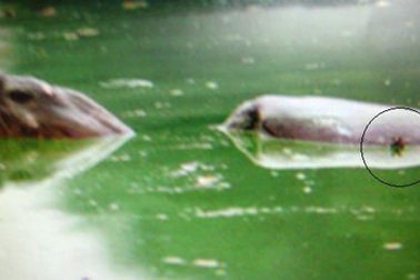 Phát hiện lưỡi câu chùm thứ hai trên lưng cụ Rùa