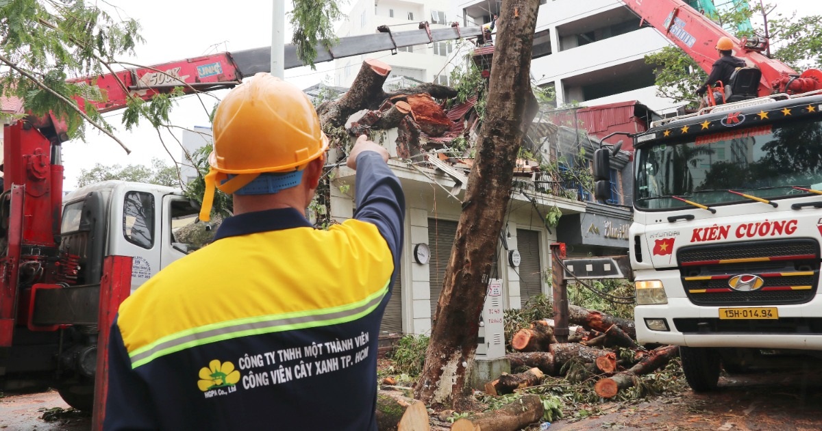 TPHCM cử lực lượng tinh nhuệ ra Hải Phòng hỗ trợ giải cứu cây xanh - 2