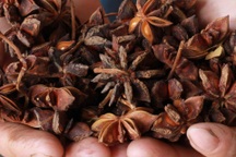 Việt Nam trồng được cây hoa quý hiếm, xuất khẩu lớn thứ 2 thế giới