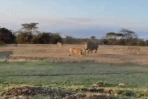 Đi săn tê giác, bầy sư tử nhanh chóng nhận ra bài học đắt giá