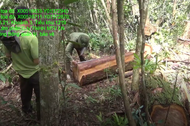 48 cây pơ mu "khủng" bị đốn hạ, kéo ra khỏi rừng bằng xe trâu