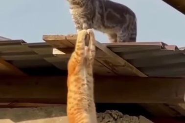 Hình ảnh của 2 chú mèo khiến nhiều người liên tưởng đến cảnh phim nổi tiếng