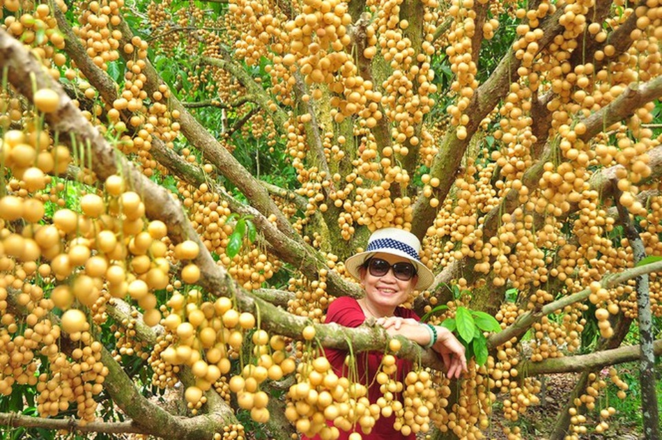 Đã mắt với vườn dâu trái từ gốc đến ngọn ở miền Tây - 11 Đã mắt với vườn dâu trái từ gốc đến ngọn ở miền Tây - 11