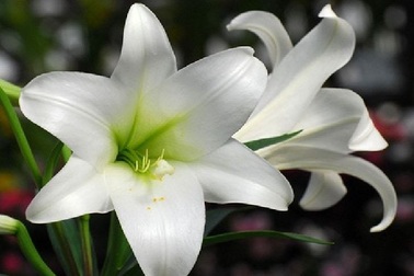 Tháng 4, mùa hoa loa kèn… tặng bố