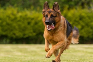 Bé gần 4 tuổi ở An Giang bị chó cắn thủng bụng