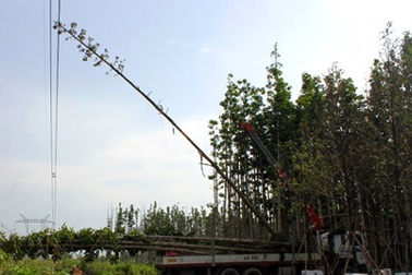 Xe cần cẩu là “thủ phạm” gây mất điện toàn miền Nam