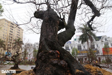 Đào "khủng" 100 năm tuổi, thế trực huyền được cho thuê 140 triệu đồng