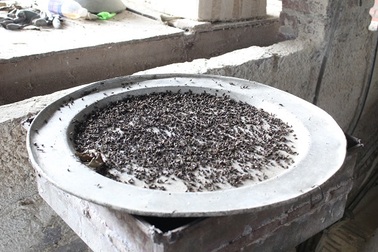 Hà Nội: Mỗi ngày bẫy được vài mâm ruồi (!)