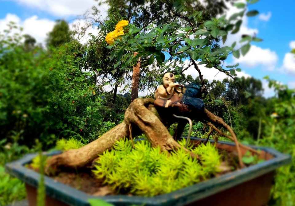 Nông dân biến cây hoa dại thành bonsai ngũ sắc tiền triệu - 11 Nông dân biến cây hoa dại thành bonsai ngũ sắc tiền triệu - 11