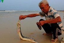 Sau cá chết, nhiều ngư dân miền Trung phải đi làm thuê kiếm sống