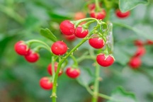 Bé gái 8 tuổi tử vong sau khi ăn cà gai leo