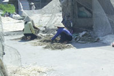 “Làng lông gà, vịt” Triều Khúc trước mùa cúm gia cầm