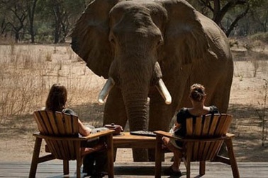 Các safari kỳ thú tiếp cận những “gã khổng lồ” hoang dã châu Phi