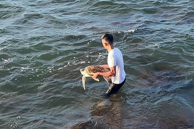 Chủ nhà hàng mua rùa quý thả lại về biển