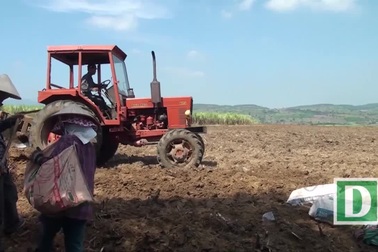 Phú Yên: Nông dân phá mía để trồng sắn