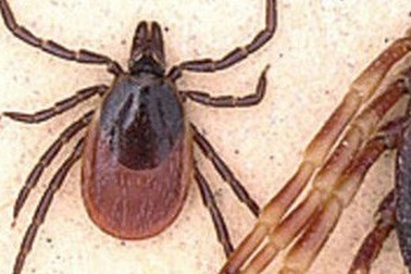Phát hiện ve kí sinh nhiệt đới nguy hiểm ở Đức