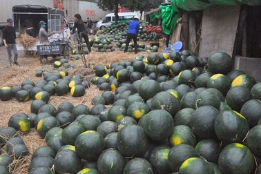 Trung Quốc làm khó, hàng loạt trái cây Việt mất giá nặng nề
