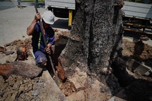 TPHCM: Đốn hạ cây xanh trước Hội trường Thống Nhất