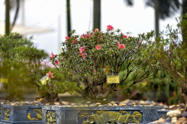 Đỗ quyên bonsai "hàng khủng" giá gần tỷ đồng chưng Tết ở Hà Nội