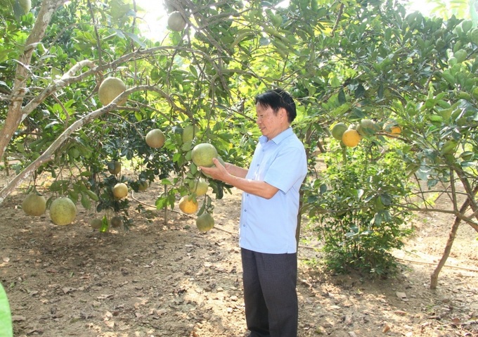 : Ông Nguyễn Thanh Vân giới thiệu các loại cây ăn quả có giá trị kinh tế trong vườn của gia đình