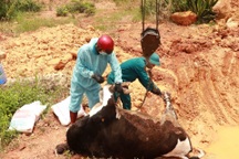 Vụ 237 con bò sữa chết: Lãnh đạo Lâm Đồng chỉ đạo khẩn